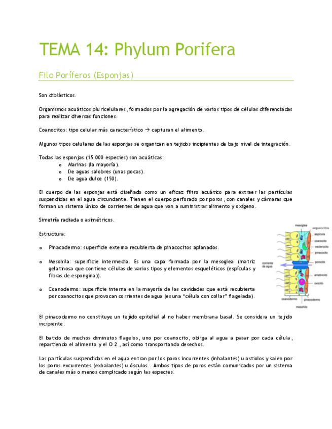Miniatura del documento TEMA 14.pdf