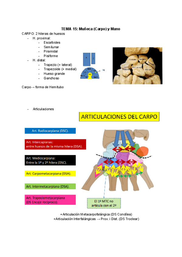 Miniatura del documento Osteologia-Miologia-y-Artrologia-Carpo.pdf