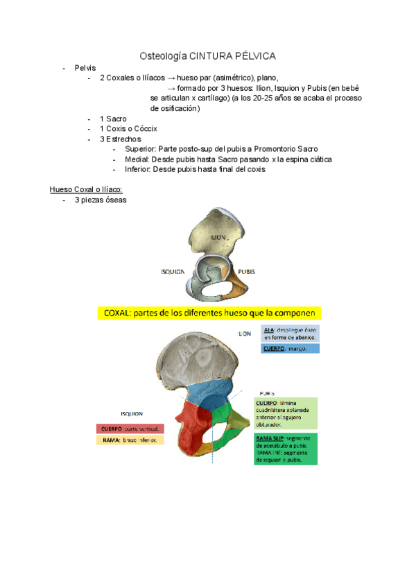 Miniatura del documento Osteologia-Miologia-i-Artrologia-de-la-Cintura-Pelvica.pdf