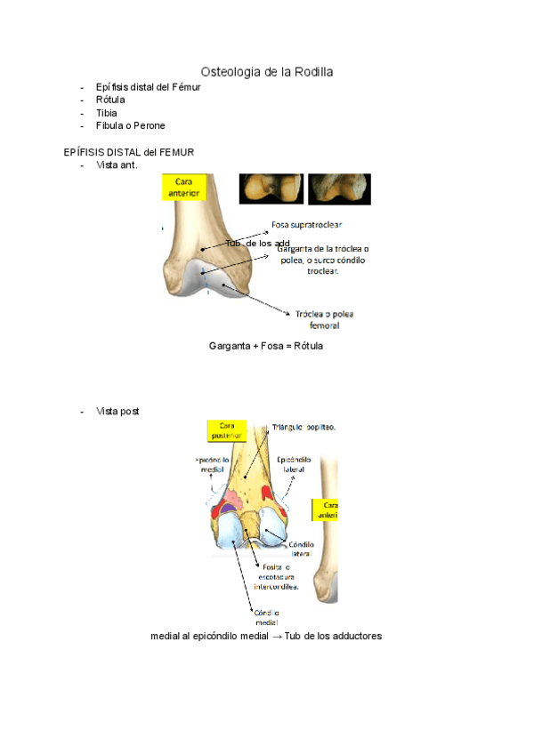 Miniatura del documento Osteologia-Miologia-y-Artrologia-Rodilla.pdf