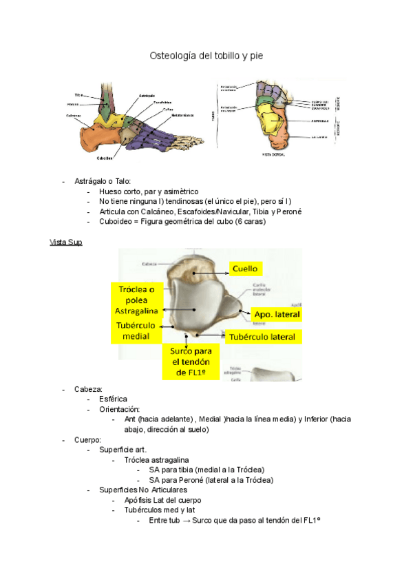 Miniatura del documento Osteologia-Miologia-y-Artrologia-Tobillo-y-Pie.pdf