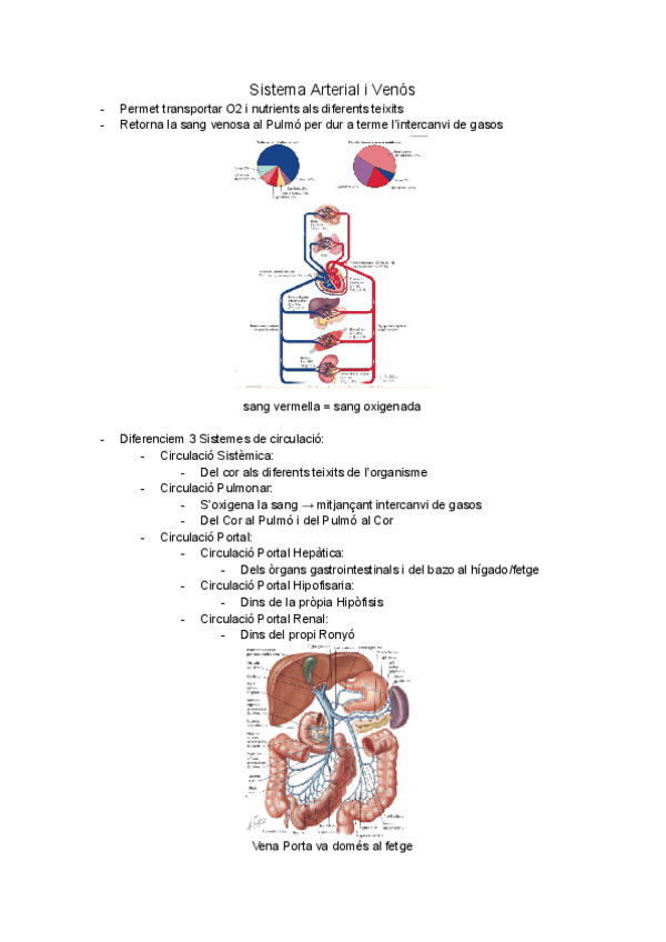 Miniatura del documento Sistema-Arterial-y-Venoso.pdf