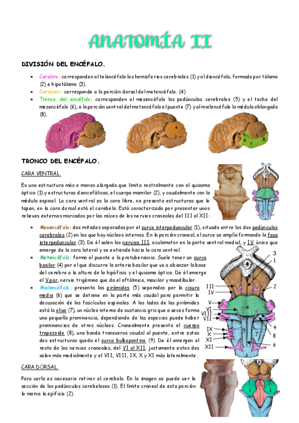 Miniatura del documento 2do parcial - Anatomía II.pdf