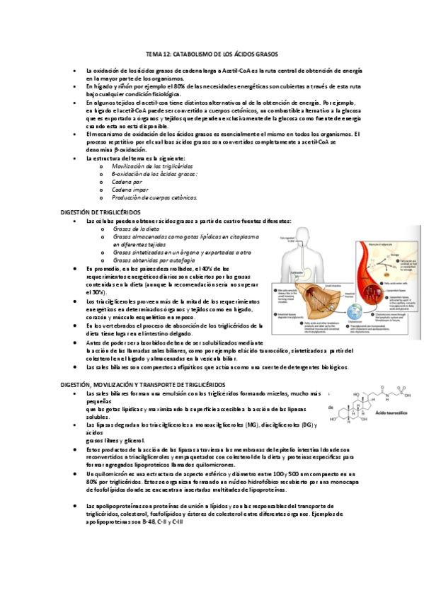 Miniatura del documento TEMA-12-CATABOLISMO-ACIDOS-GRASOS.pdf
