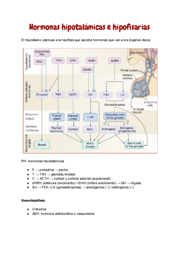 Miniatura del documento 3.-Hipotalamo-e-hipofisis.pdf