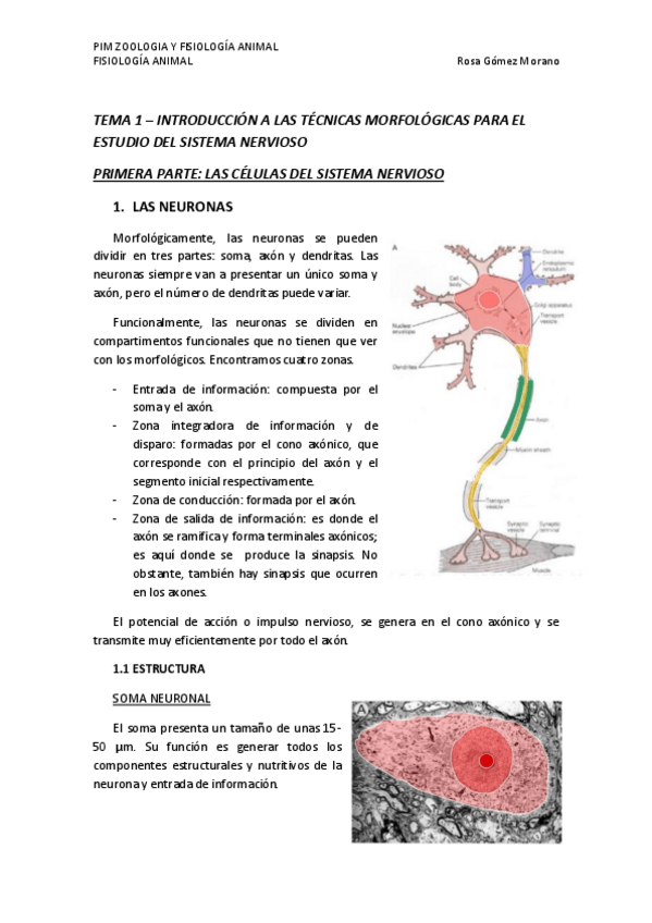 Miniatura del documento TEMA 1.pdf