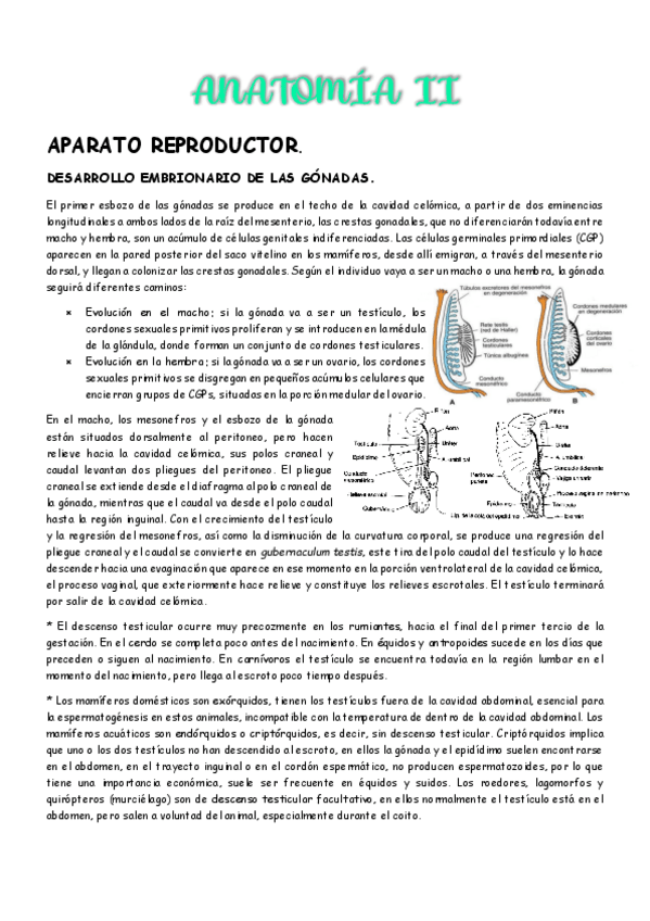 Miniatura del documento 1er parcial - Anatomia II.pdf