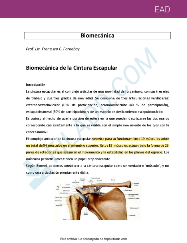 Miniatura del documento Biomecanica-de-la-Cintura-Escapular.pdf