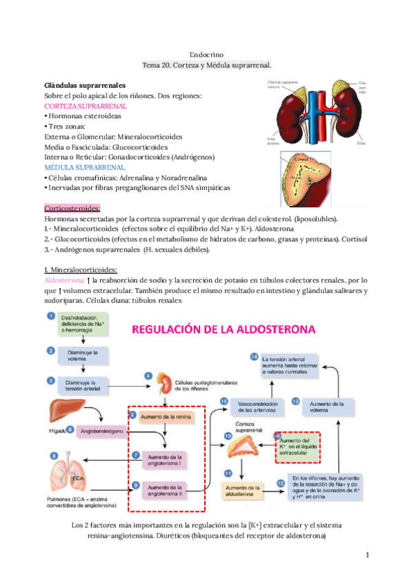 Miniatura del documento Endocrino.-Tema-20.pdf