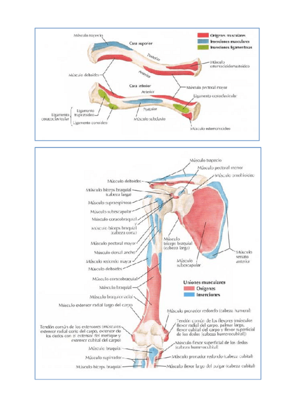 Miniatura del documento Practicas-resueltas-anatomia.pdf
