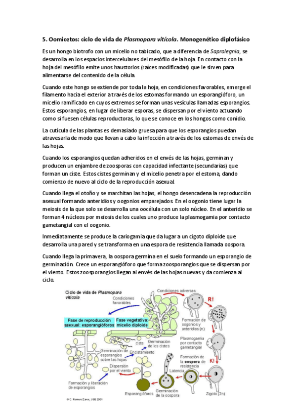 Miniatura del documento Ciclo de Plasmopara viticola.pdf