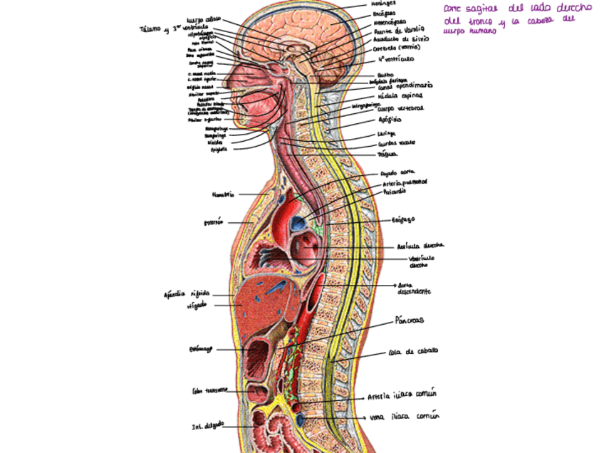Miniatura del documento Laminas-tercer-parcial.pdf
