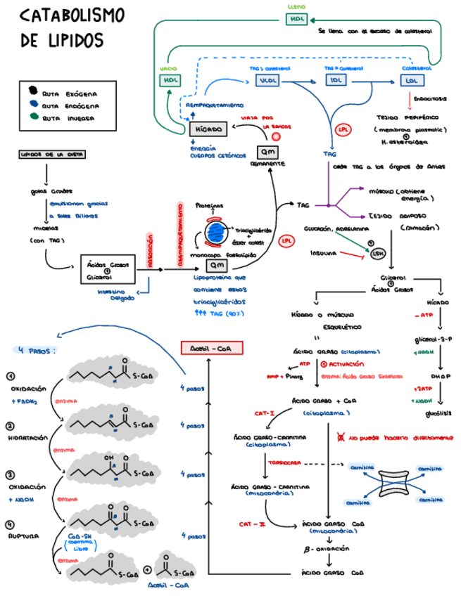 Miniatura del documento Bioquimica-Catabolismo-de-Lipidos.pdf