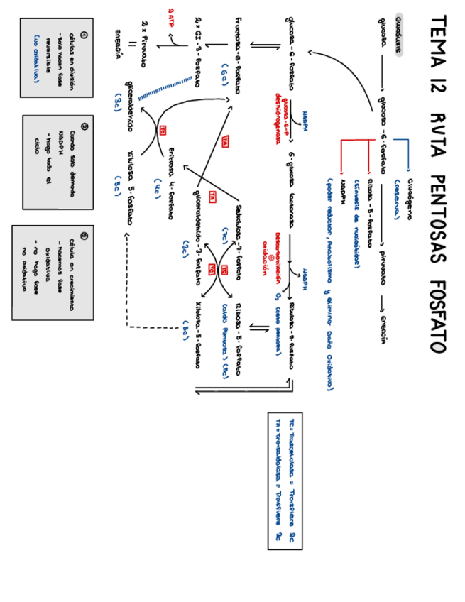 Miniatura del documento Bioquimica-Ruta-de-las-Pentosas-Fosfato.pdf