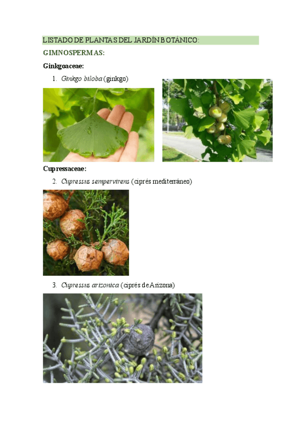 Miniatura del documento LISTADO-DE-PLANTAS-DEL-JARDIN-BOTANICO.pdf