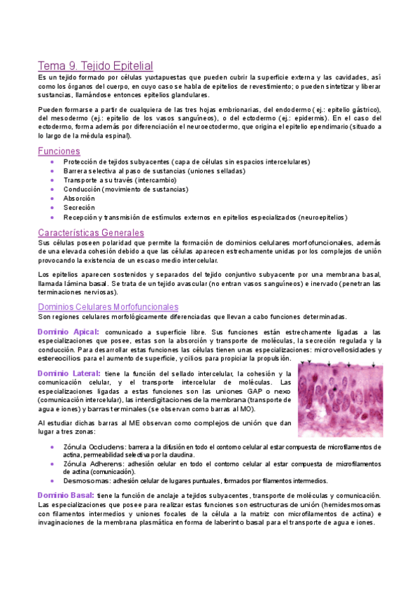 Miniatura del documento Tema-9.-Tejido-epitelial.pdf