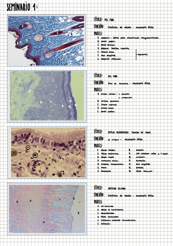 Miniatura del documento HISTO SEMINARIOS.pdf