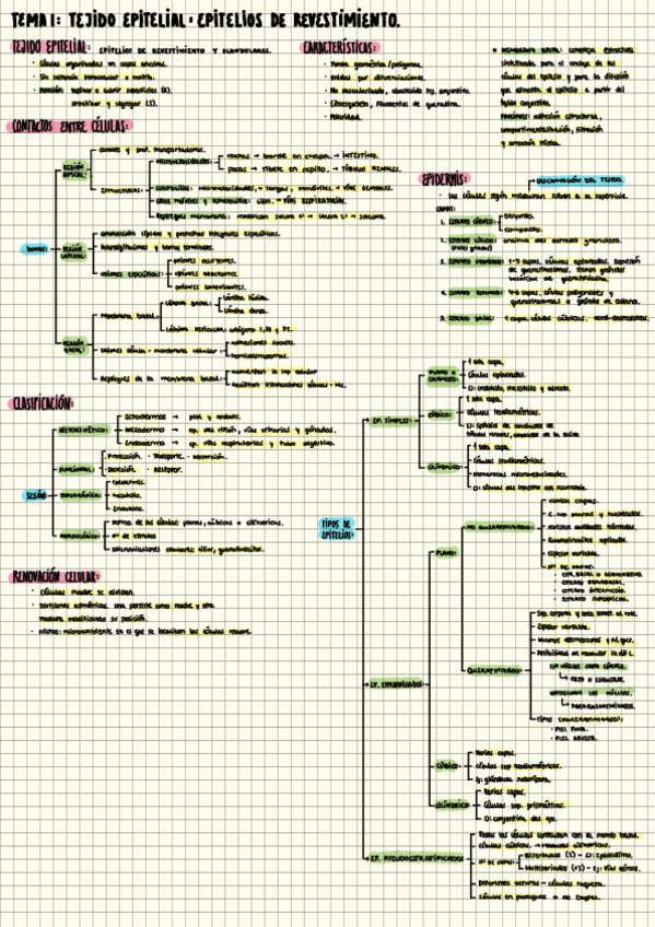 Miniatura del documento HISTO ESQUEMAS.pdf