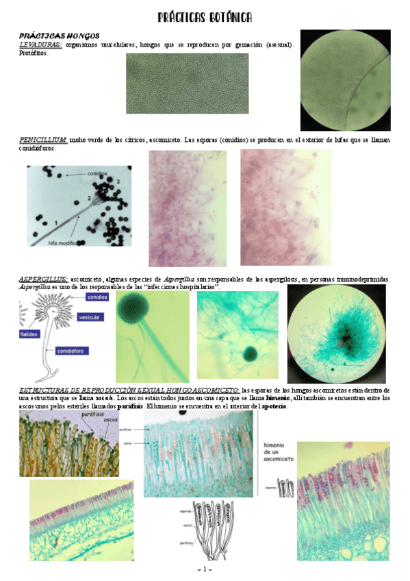 Miniatura del documento Practicas-botanica.pdf