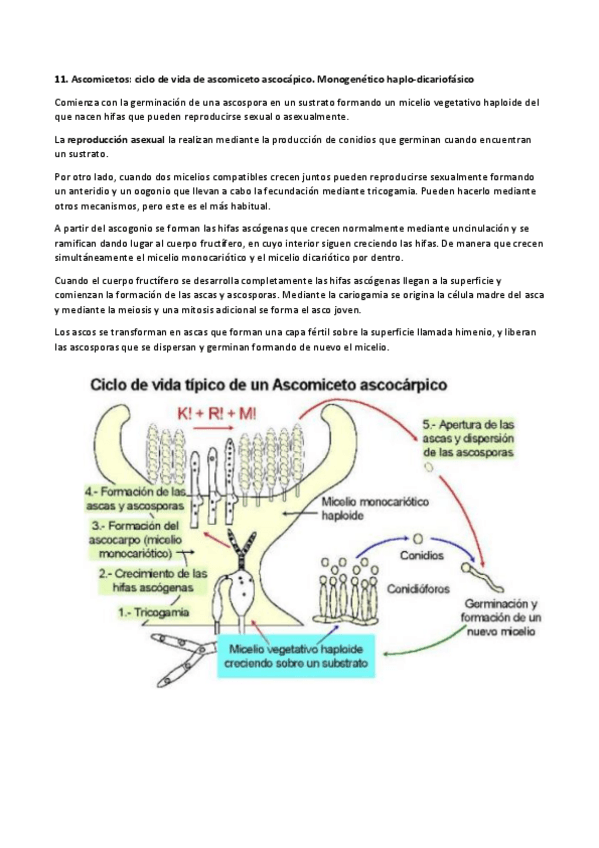 Miniatura del documento Ciclo de vida de ascomiceto ascocápico.pdf