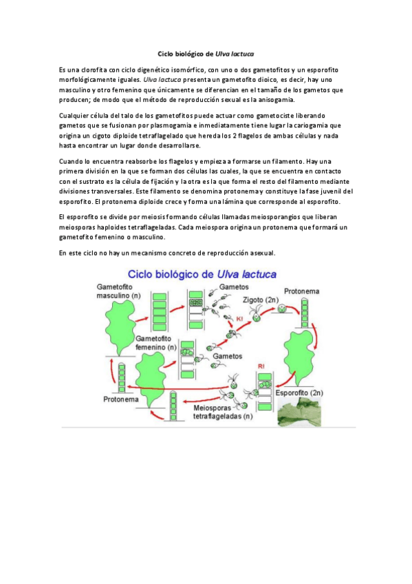 Miniatura del documento Ciclo biológico de Ulva lactuca.pdf