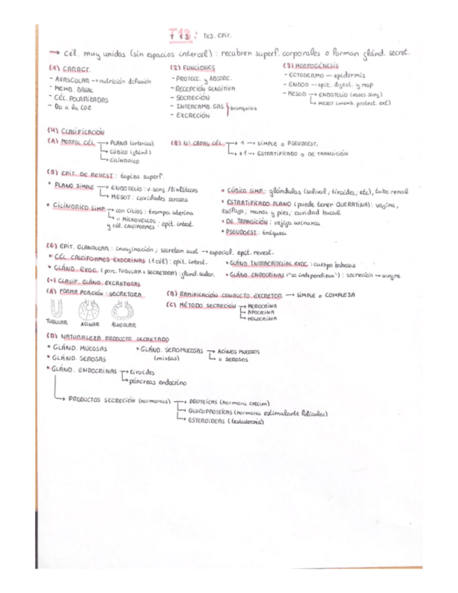 Miniatura del documento T13-Esquema-Animal.pdf