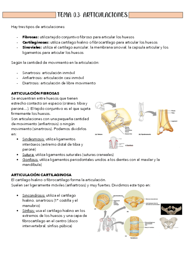 Miniatura del documento TEMA-0.3-ARTICULACIONES.pdf