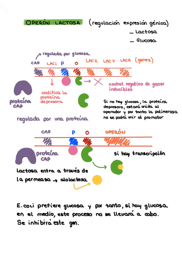 Miniatura del documento tema-10-regulacion-esquema-operon-lactosa.pdf
