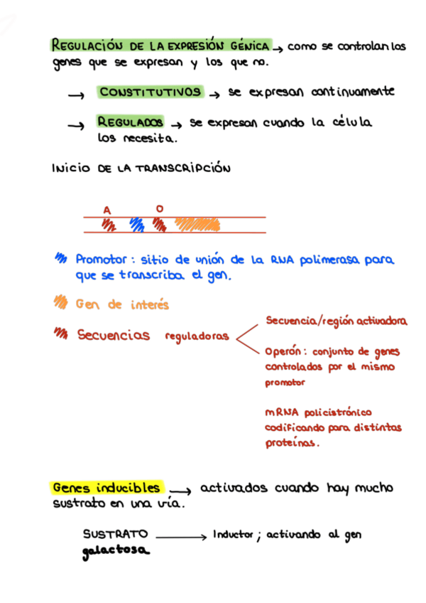Miniatura del documento tema-10-regulacion-genica-esquema.pdf