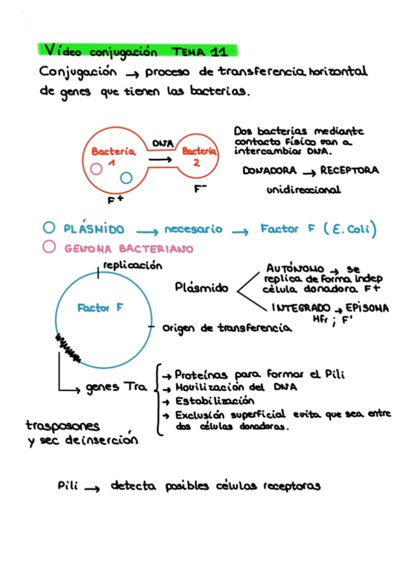 Miniatura del documento tema-11-conjugacion-esquema.pdf
