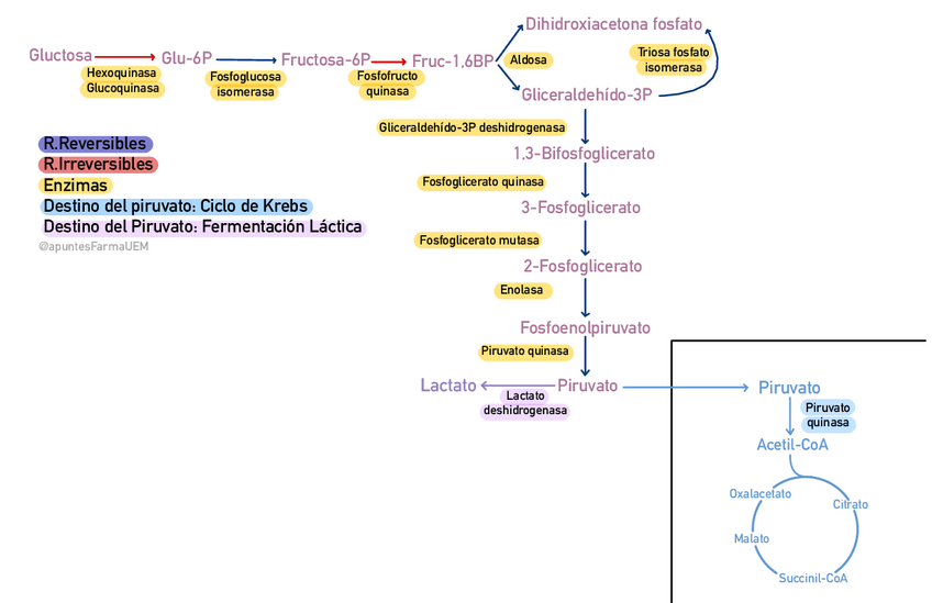 Miniatura del documento GLUCOlisis.pdf