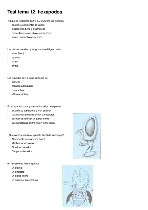 Miniatura del documento preguntas-test-t12-hexapodos.pdf