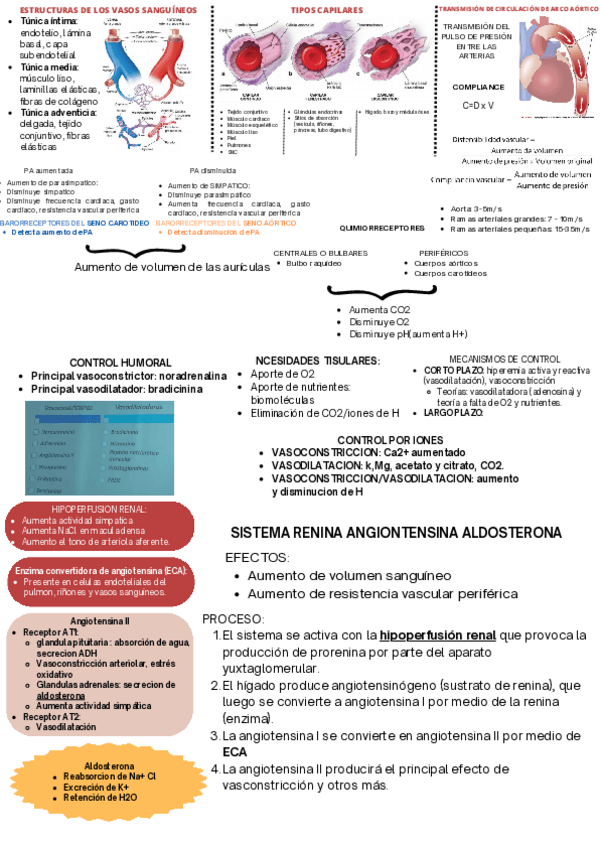 Miniatura del documento CIRCULACION-SISTEMA-RENINA-ANGIOTENSINA-ALDOSTERONA-GUYTON-Y-GANONG.pdf