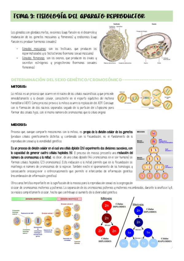 Miniatura del documento TEMA-9-APARATO-RERPRODUCTOR.pdf