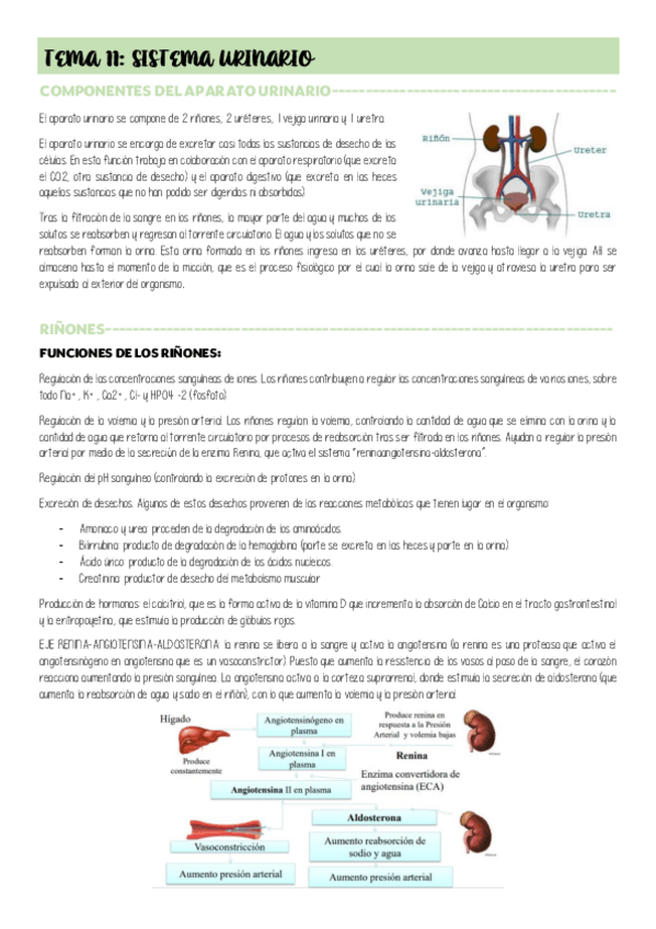 Miniatura del documento TEMA-11-SISTEMA-URINARIO.pdf