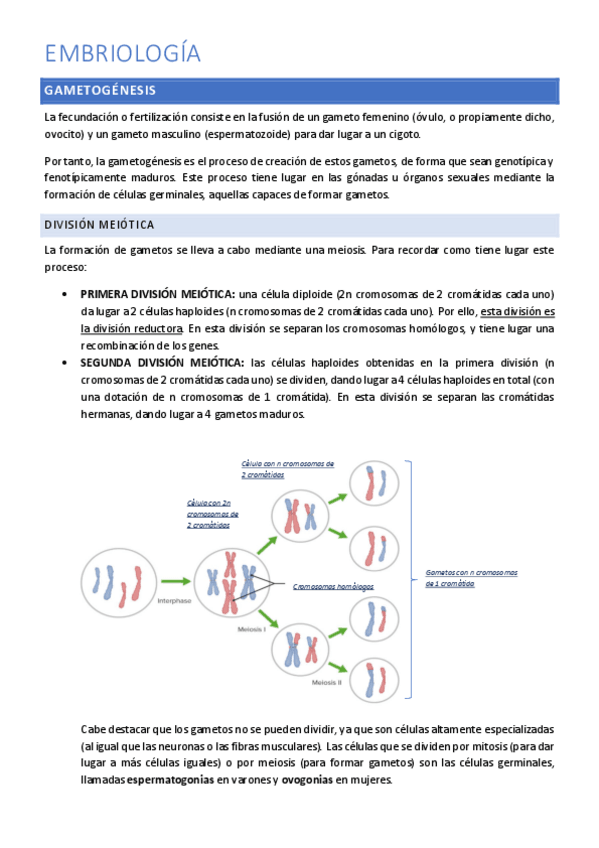 Miniatura del documento APUNTES-EMBRIOLOGIA.pdf