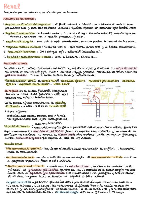 Miniatura del documento Resumen-Renal.pdf