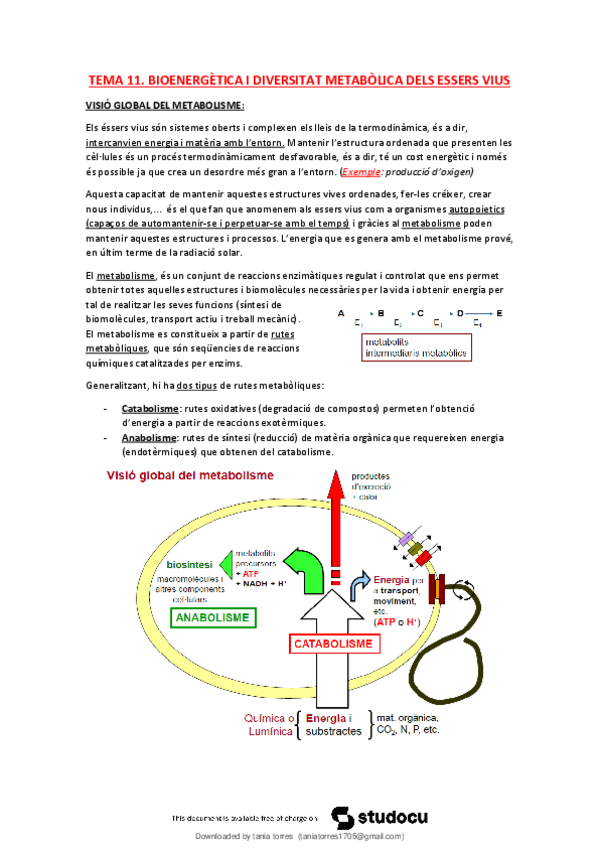Miniatura del documento T11-Bioenergetica-i-diversitat-metabolica-dels-essers-vius.pdf