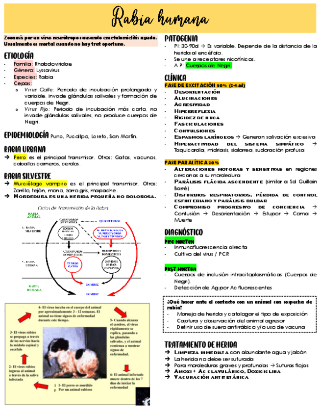 Miniatura del documento Rabia.pdf
