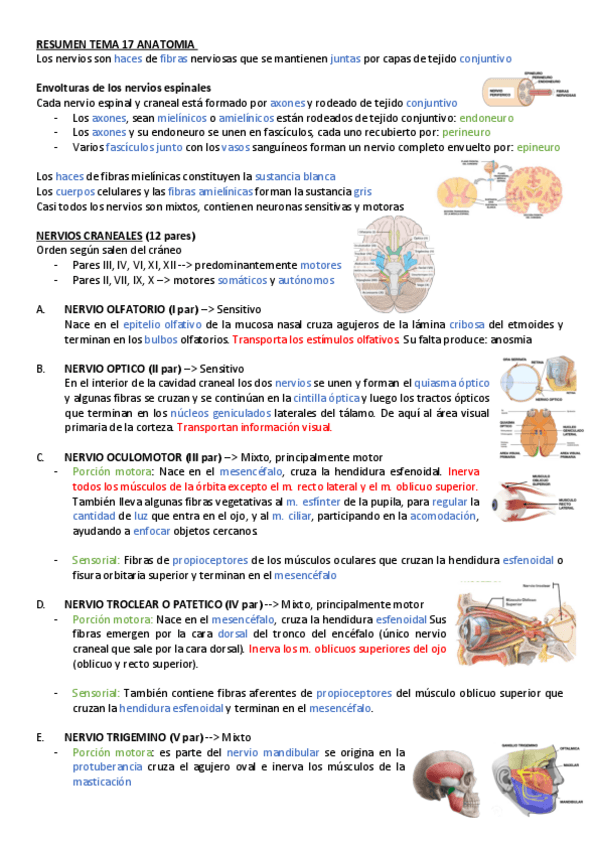 Miniatura del documento RESUMEN-TEMA-17-ANATOMIA.pdf