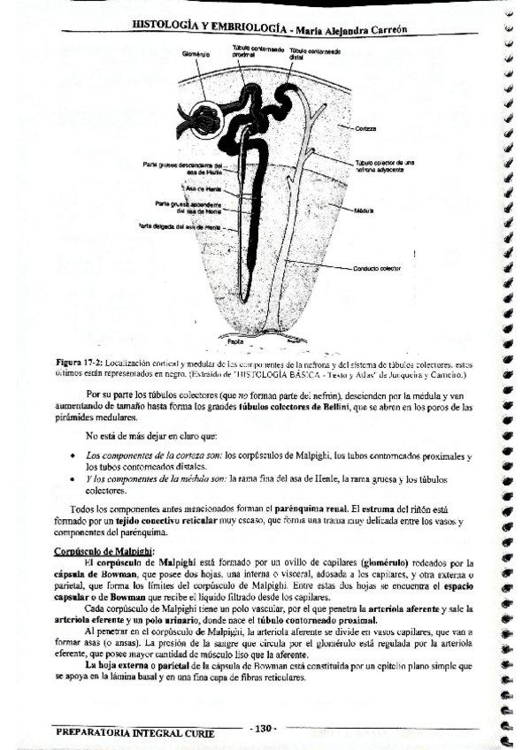 Miniatura del documento MIS-APUNTES-BIOESTADISTICA-47.pdf
