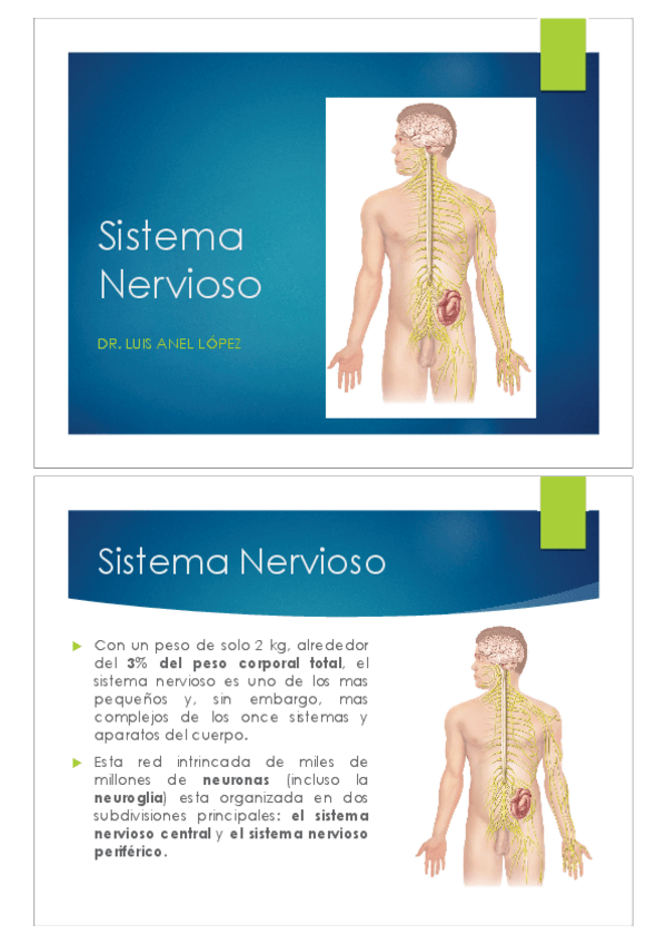 Miniatura del documento Tema-20-21-y-22.-Sistema-Nervioso.pdf