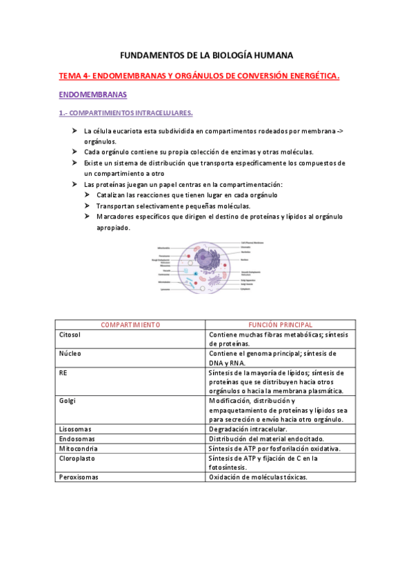 Miniatura del documento Apuntes-tema-4-biologia.pdf