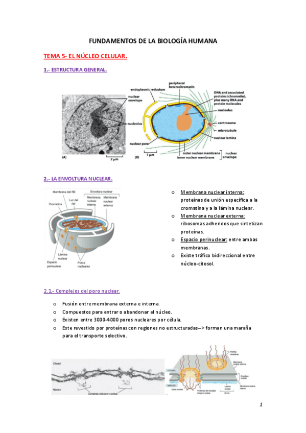 Miniatura del documento Apuntes-tema-5-biologia.pdf
