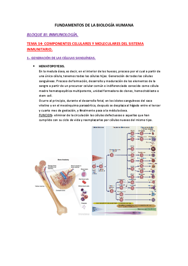 Miniatura del documento Apuntes-tema-14-biologia.pdf