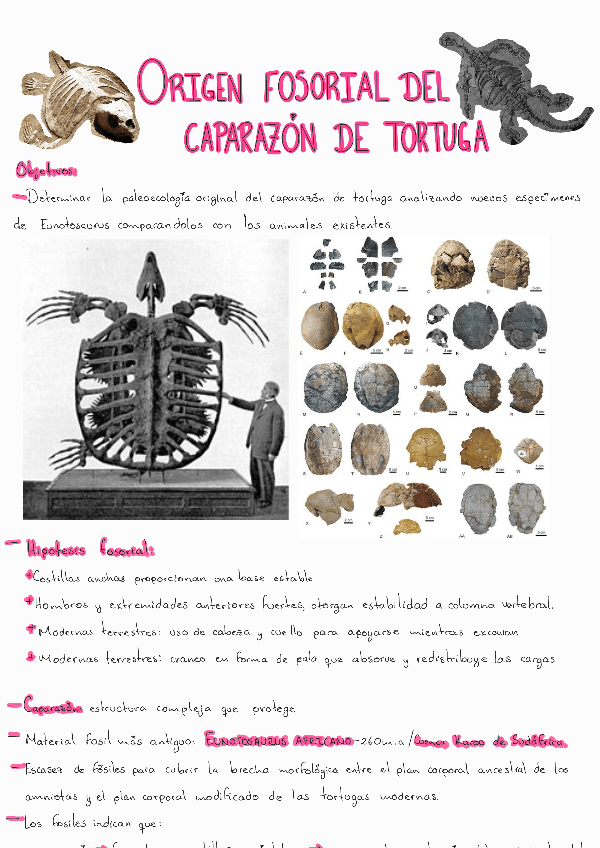 Miniatura del documento Origen-del-caparazon-de-las-tortugas.pdf
