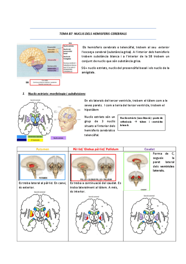 Miniatura del documento Tema-7-hemisferis-cerebrals.pdf