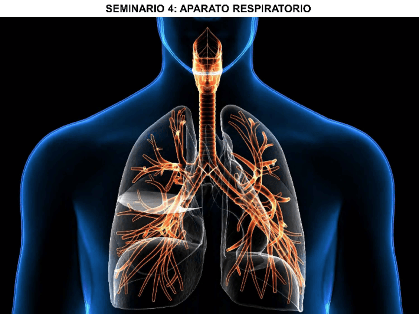 Miniatura del documento Seminario-4-Respiratorio.pdf