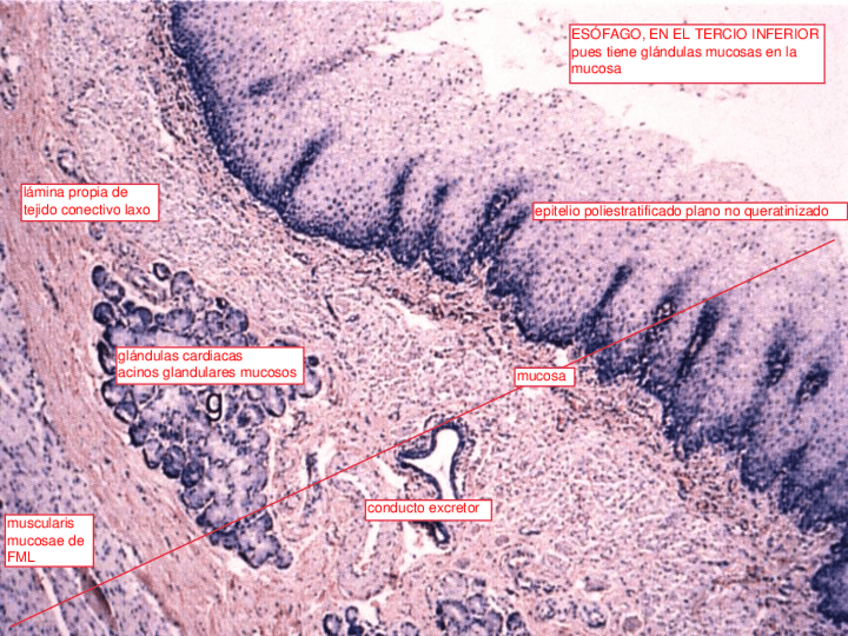 Miniatura del documento 7.-SEMINARIO-ESOFAGO-ESTOMAGO-INTESTINO.pdf