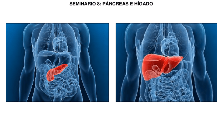 Miniatura del documento 8.-SEMINARIO-HIGADOPANCREAS.pdf